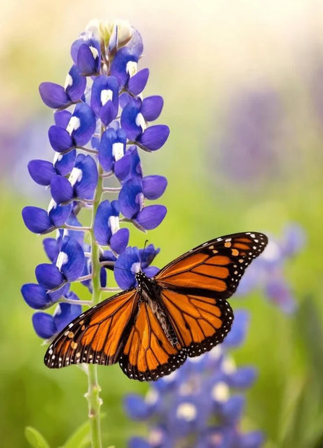 Texas Bluebonnet Lupine – 50 Seeds