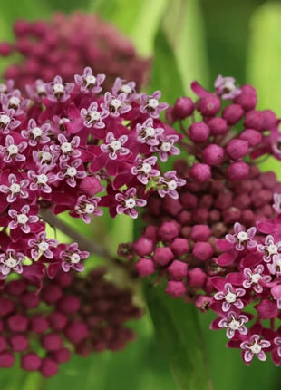 Swamp Milkweed – 50 Seeds