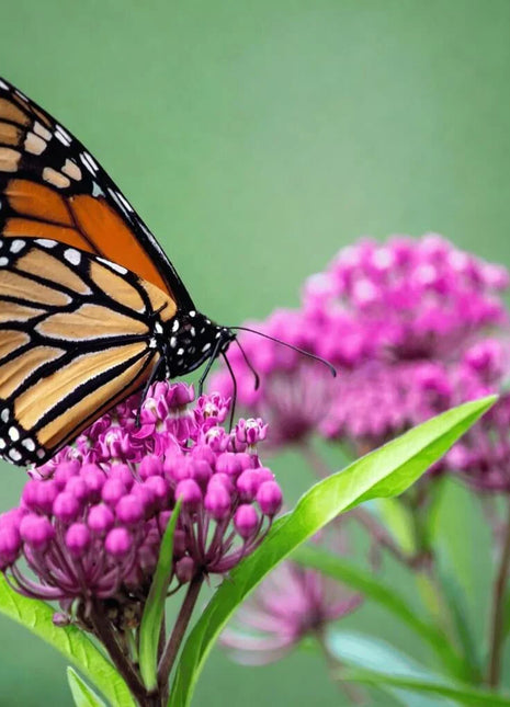 Swamp Milkweed – 50 Seeds