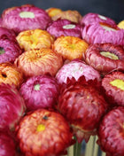 Strawflower Mix – 200 Seeds