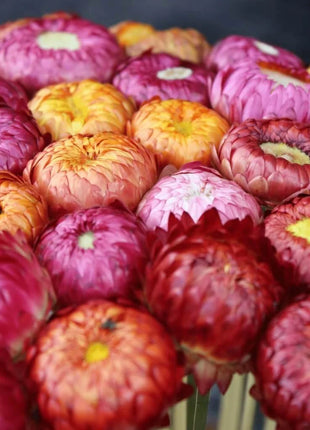 Strawflower Mix – 200 Seeds