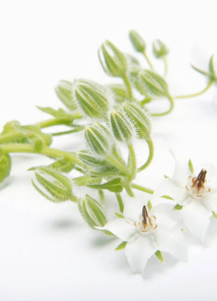 White Balloon Flower – 50 Seeds