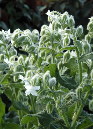 White Balloon Flower – 50 Seeds