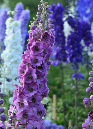 Delphinium Seeds - Pacific Giant Series