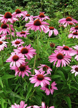 Purple Coneflower (Echinacea) – 100 Seeds