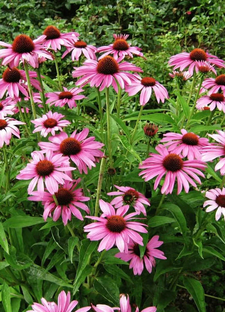 Purple Coneflower (Echinacea) – 100 Seeds