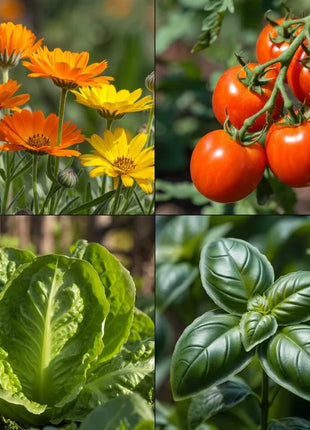 🔥HOT SALE 49% OFF-Zinnia Seeds - Pure Seeds - No Filler - USA Heirloom Flower Seeds-2