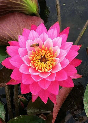 🔥 [7 days germination] Last Day Sale -49% OFF💐The Sacred Bonsai Bowl Lotus Flower