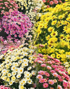 Last Day Sale - 60% OFF🌱 Pest Killer-Pyrethrum Daisy Seeds - Mixed Color