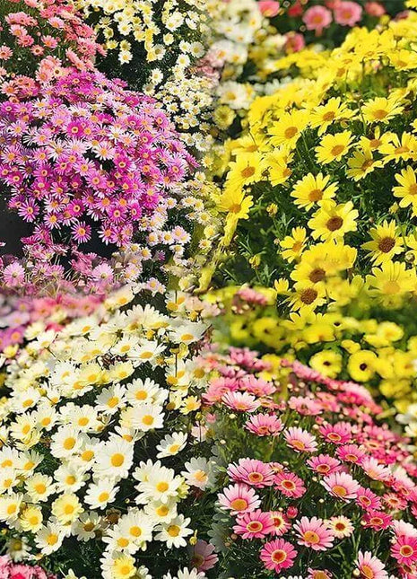 Last Day Sale - 60% OFF🌱 Pest Killer-Pyrethrum Daisy Seeds - Mixed Color