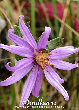 Silky Aster – 25 Seeds