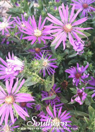 Silky Aster – 25 Seeds