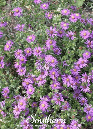 Silky Aster – 25 Seeds