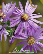 Silky Aster – 25 Seeds