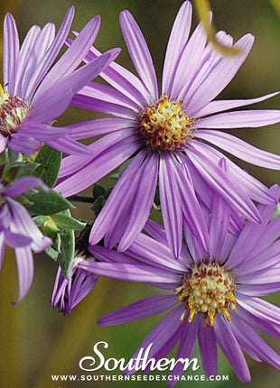 Silky Aster – 25 Seeds
