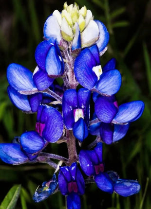 Texas Bluebonnet Lupine – 50 Seeds
