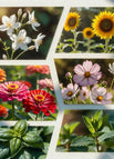 Jasmine + Sunflower + Zinnia + Cosmos + Basil + Mint — 20000+ Seeds