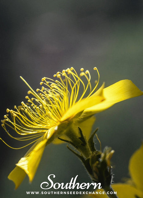 Yellow Blazing Star – 50 Seeds