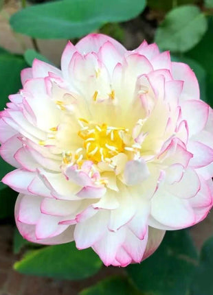 🔥 [7 days germination] Last Day Sale -49% OFF💐The Sacred Bonsai Bowl Lotus Flower