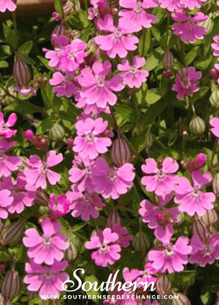 Nodding Catchfly – 100 Seeds