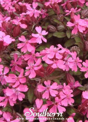 Nodding Catchfly – 100 Seeds
