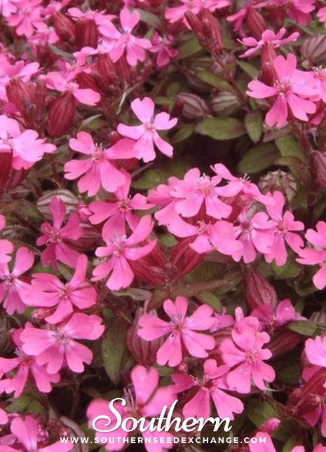 Nodding Catchfly – 100 Seeds
