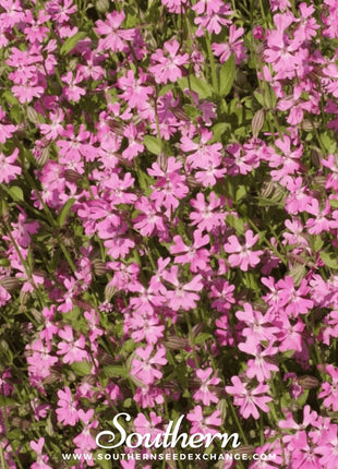Nodding Catchfly – 100 Seeds