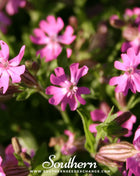 Nodding Catchfly – 100 Seeds