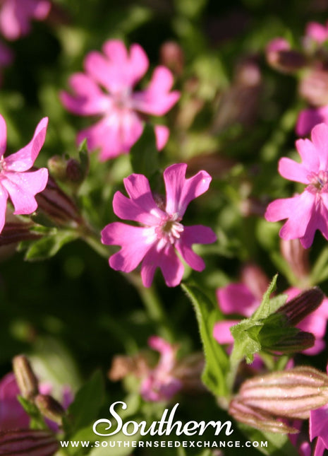 Nodding Catchfly – 100 Seeds