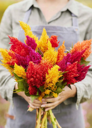 Celosia Seeds - Mixed Pampas Plume