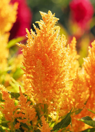 Celosia Seeds - Mixed Pampas Plume
