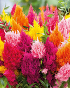 Celosia Seeds - Mixed Pampas Plume