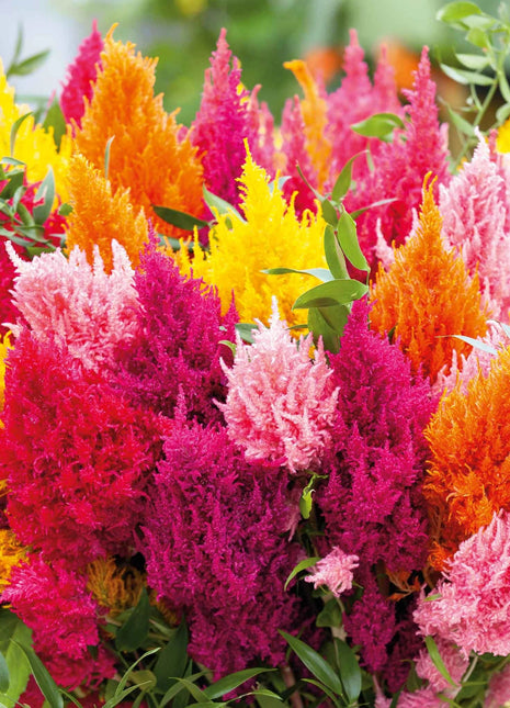 Celosia Seeds - Mixed Pampas Plume