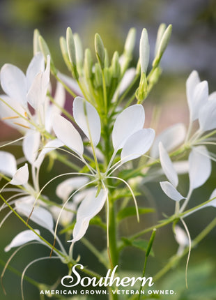 Spider Flower Cleome – 50 Seeds