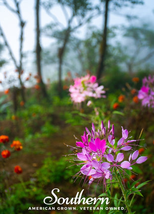 Spider Flower Cleome – 50 Seeds