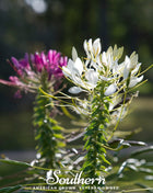 Spider Flower Cleome – 50 Seeds