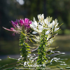Collection image for: Zinnia
