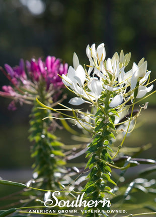 Spider Flower Cleome – 50 Seeds
