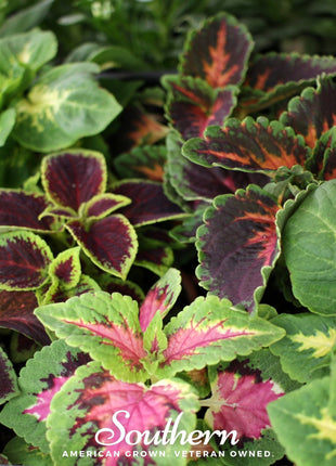 Rainbow Mix Coleus – 250 Seeds