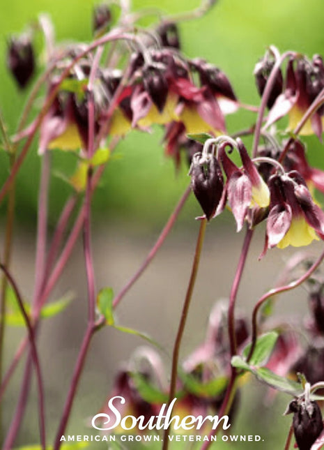 Oriental Columbine – 100 Seeds
