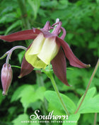 Oriental Columbine – 100 Seeds