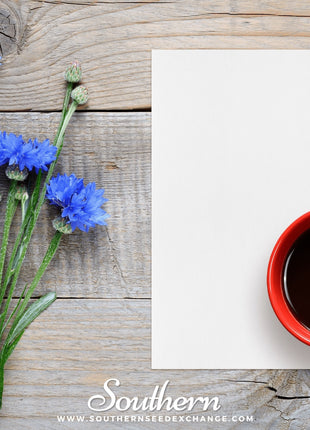 Tall Blue Cornflower – 100 Seeds