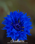 Tall Blue Cornflower – 100 Seeds
