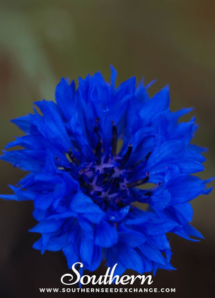 Tall Blue Cornflower – 100 Seeds