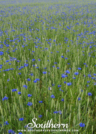 Tall Blue Cornflower – 100 Seeds