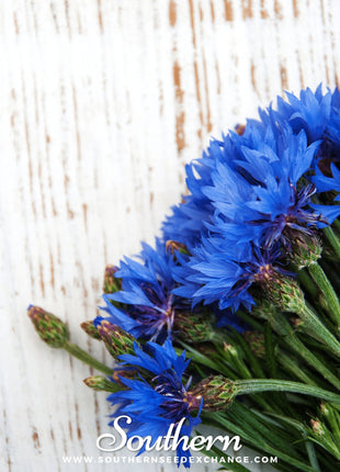 Tall Blue Cornflower – 100 Seeds