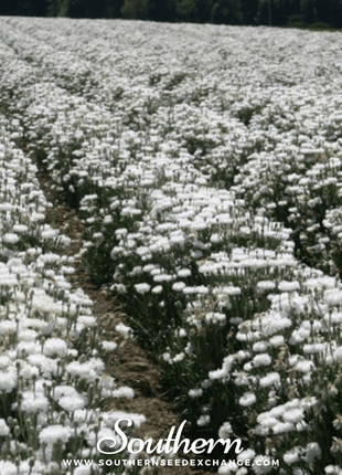 Tall White Cornflower – 100 Seeds