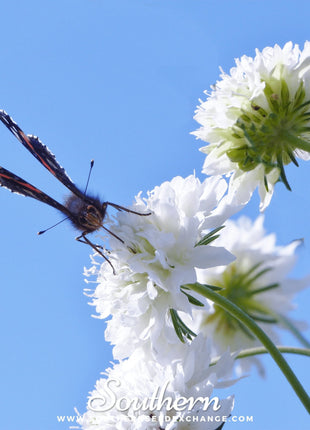 Tall White Cornflower – 100 Seeds