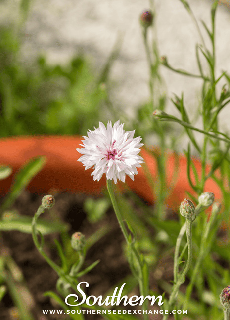 Tall White Cornflower – 100 Seeds