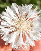 Tall White Cornflower – 100 Seeds